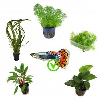 Kit 5 plants for Guppy | Limnophila Sessiliflora -...