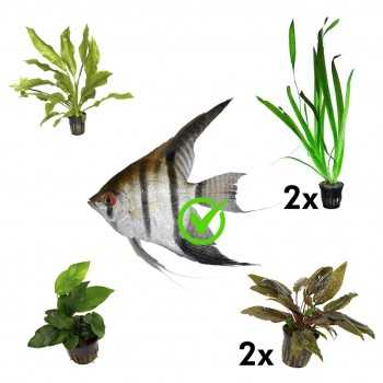 Kit 6 piante per Scalari |Vallisneria gigantea -...