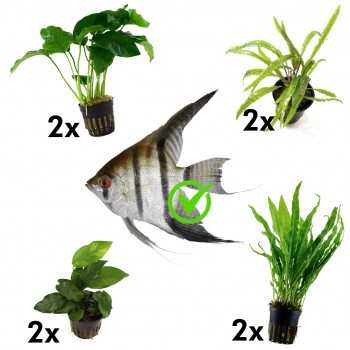 Kit 8 piante per Scalari | Microsorum pteropus - Anubias...