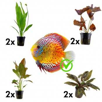 Kit 8 plantes pour Discus | Nymphaea Lotus - Echinodorus...