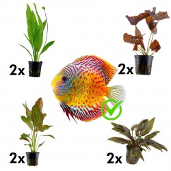 Kit 8 plantes pour Discus | Nymphaea Lotus - Echinodorus Ozelot - Echinodorus Grisebachii Bleherae - Cryptocoryne Tropica