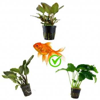 Kit 3 piante per pesci rossi | Acquari fino a 80 litri |...
