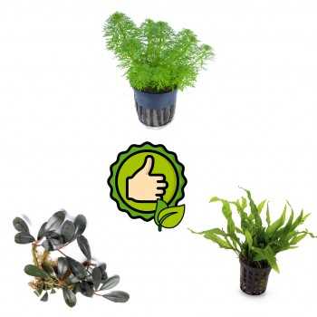 Kit 3 plantes faciles sans fond fertile | Limnophila...