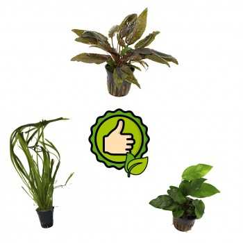Kit 3 easy plants without fertile bottom | Anubias NANA -...