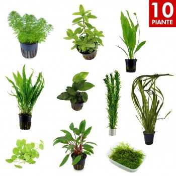 Kit 10 Piante Facili | Per Acquari da 60 a 120 Litri |...