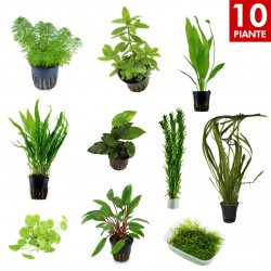 Kit 10 Piante Facili | Per Acquari da 60 a 120 Litri | Ideale per Neofiti