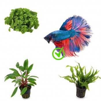 Kit 3 plantes pour Betta | Idéal pour les réservoirs de...