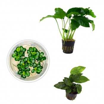 Kit 3 Anubias Mix | Anubias BARTERS - Anubias Barters...