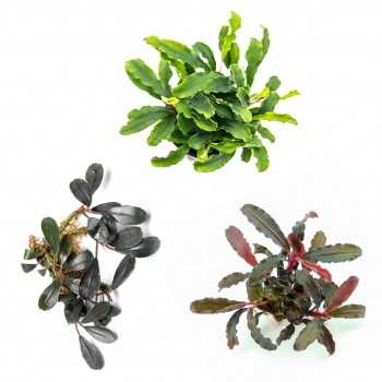 KIT 3 Bucephalandra MIX | Bucephalandra sp. Red -...