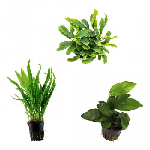 Kit 3 Piante Epifite | Anubias nana -...