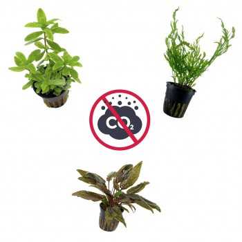 Kit 3 plantes sans CO₂ | Bolbittis Heudeelotii -...