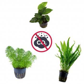 Kit 3 plantes sans CO₂ | Limnophila sessilizlora -...