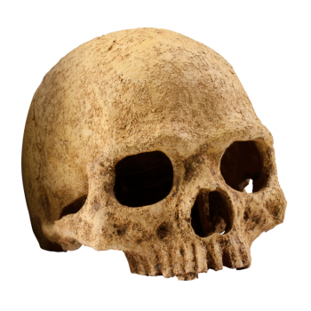 Teschio di primate, nascondiglio per rettili e anfibi -...