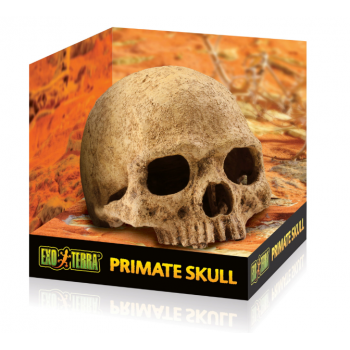 Sprice skull, hideout for reptiles and amphibians - Exo land 2