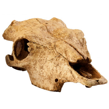Buffalo skull, hideout for reptiles and amphibians - exo...