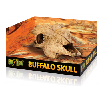 Buffalo skull, hideout for reptiles and amphibians - exo... 2
