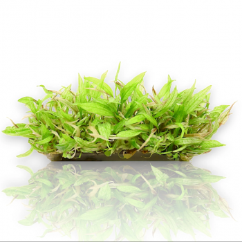 Cryptocoryne wendtii 'Green Gecko' in vasetto - Aquaflora