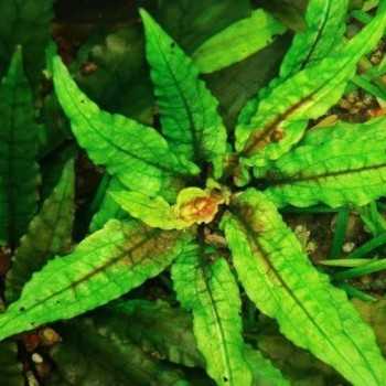 Cryptocoryne wendtii 'Green Gecko' in vasetto - Aquaflora 2