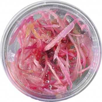 Cryptocoryne Balansae Pink in cup - Aquaflora