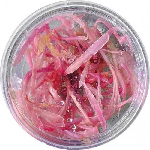 Cryptocoryne Balansae Pink in cup - Aquaflora
