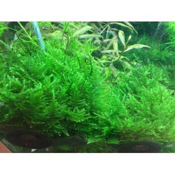 Taxiphyllum Alternans Taiwan Moss à Coupe - Aquaflora 2