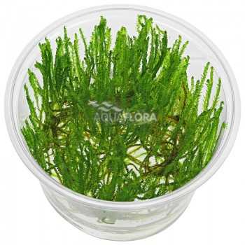 Taxiphyllum Alternans Taiwan Moss à Coupe - Aquaflora