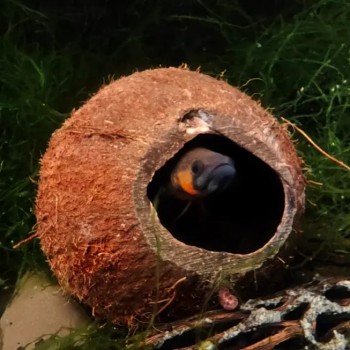 Coconut Tana for fish | Three quarter coconut - Ceramic... 2