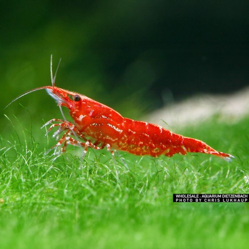 Neocaridine Davidi "Fire Red" (Red Cherry)