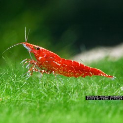 Néocariidine davidi "feu rouge" (cerise rouge)