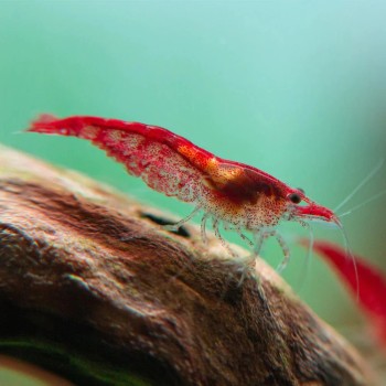 Neocaridine Davidi "Fire Red" (Red Cherry) 2