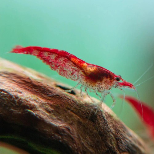 Néocariidine davidi "feu rouge" (cerise rouge)