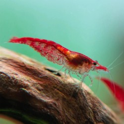 Neocaridina davidi "Fire Red" (Red Cherry)