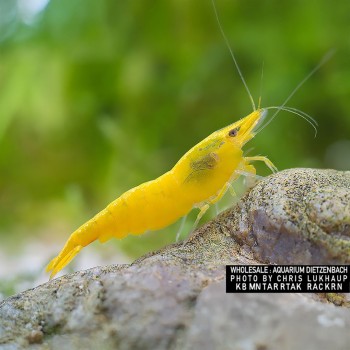 Neocaridina davidi Yellow Fire