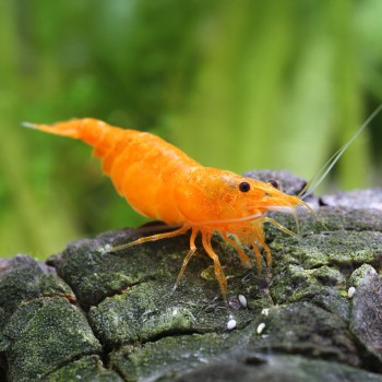 Neocaridina davidi Orange