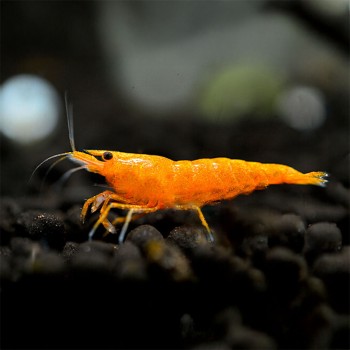 Neocaridina davidi Orange 2
