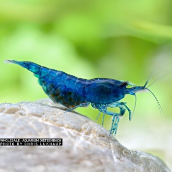Velvet bleu néocariidine DAVIDI