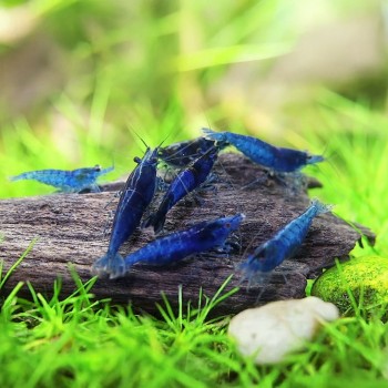 Neocaridine Davidi Blue Velvet 2