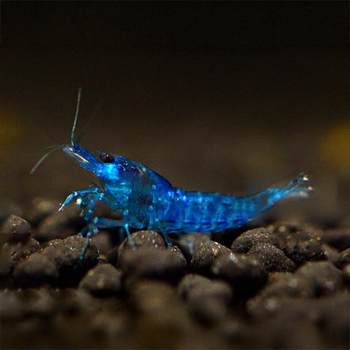 Neocaridina davidi Blue velvet