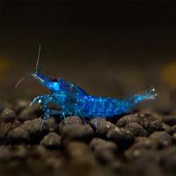 Neocaridina davidi Blue velvet