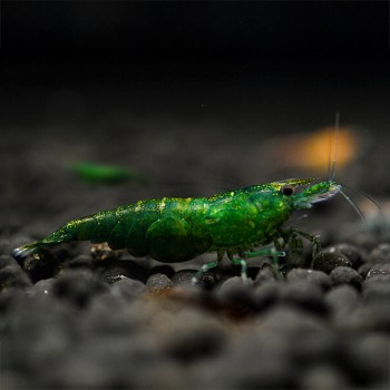 Neocaridina davidi Green Jade 2