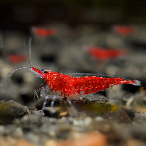 Neocaridine Davidi "Fire Red" (Red Cherry)