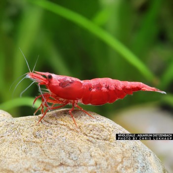 Neocaridine Davidi Sakura Fire Red