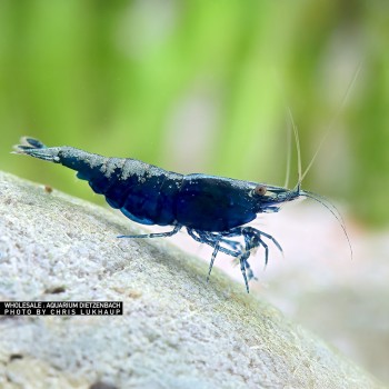 Neocariidine Davidi Blue Sapphire