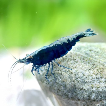 Neocaridine Davidi Blue Sapphire 2