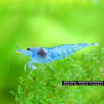 Néocariidine Davidi Blue Jelly