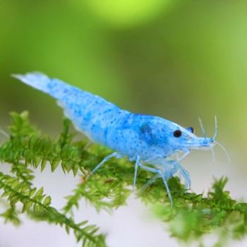 Neocaridine Davidi Blue Jelly 2
