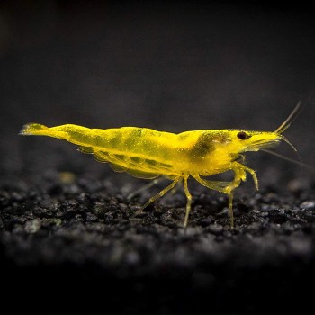 Neocaridina davidi Yellow Golden Top 2