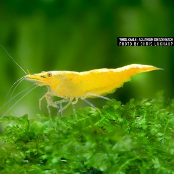 Neocaridine Davidi Yellow Golden Top