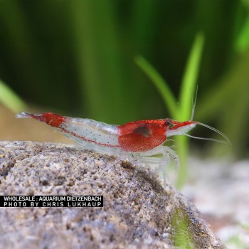 Neocaridine Davidi Rili Rouge