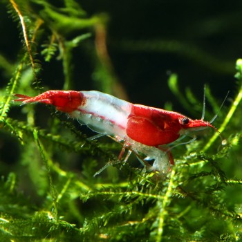 Neocaridina davidi Rili Red 2